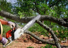 Best Seasonal Cleanup (Spring/Fall)  in Mcalmont, AR