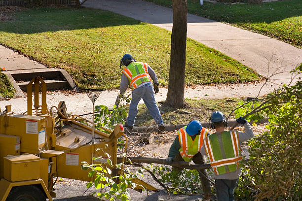 Best Tree and Shrub Care  in Mcalmont, AR