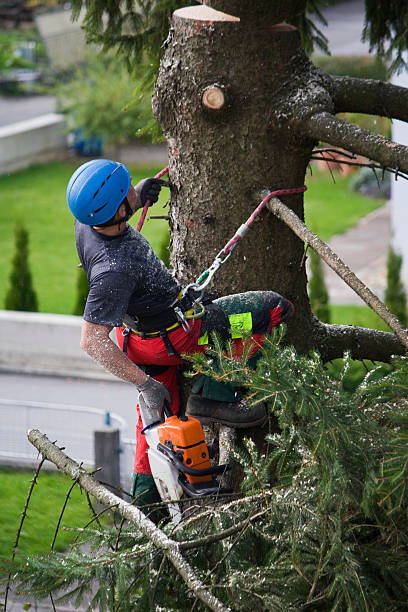 Reliable Mcalmont, AR  Tree Services Solutions