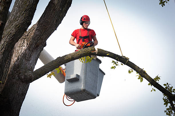 Best Arborist Consultation Services  in Mcalmont, AR