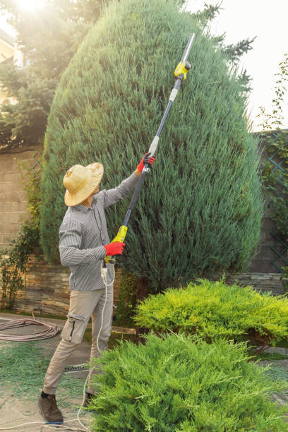 Best Pest Control for Lawns  in Mcalmont, AR