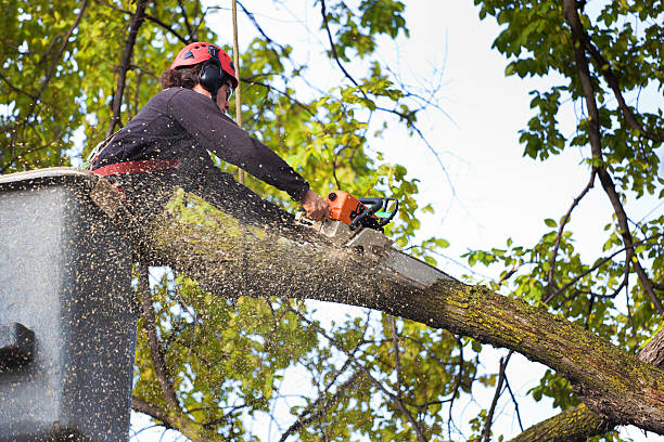 How Our Tree Care Process Works  in  Mcalmont, AR